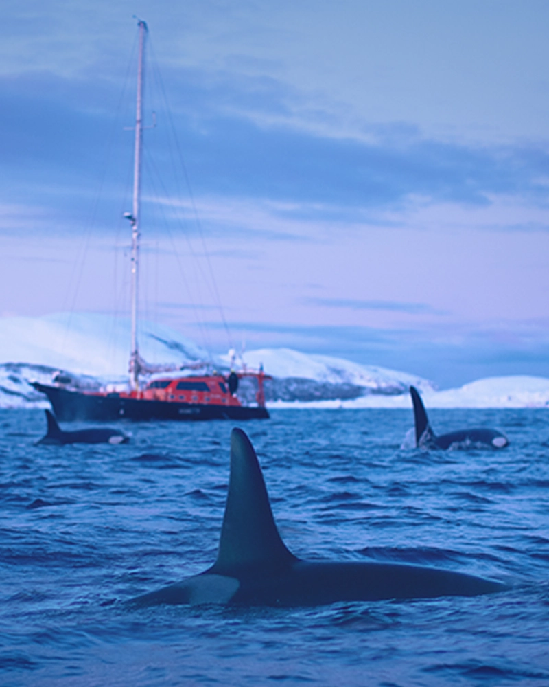 Group of orcas, killer whales traveling in Norway sea along snowy island in fiord with sailing yacht on backgound